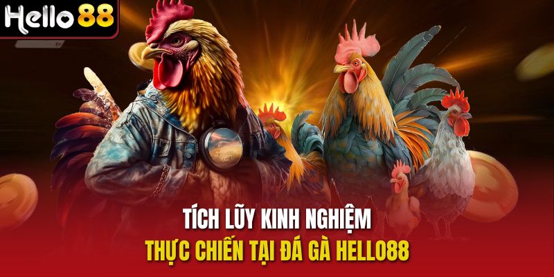 Tích lũy kinh nghiệm thực chiến tại Đá gà Hello88 